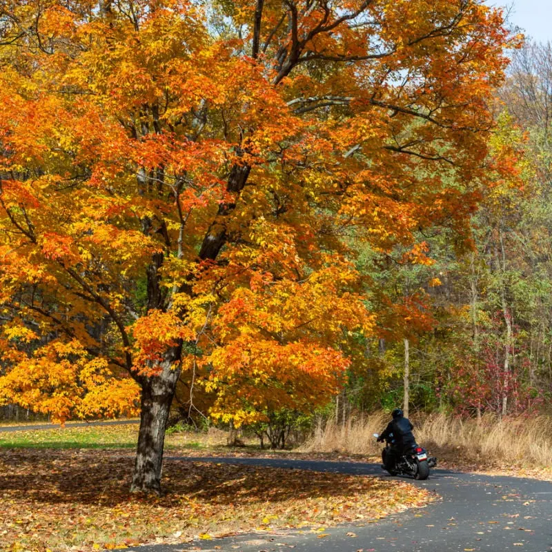 Solo or small group of riders on a leaf-covered rural Pennsylvania road
